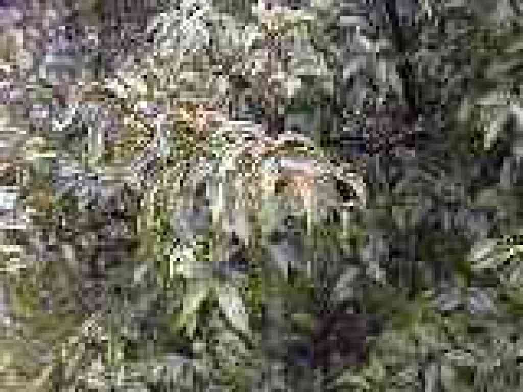 Chinquapin