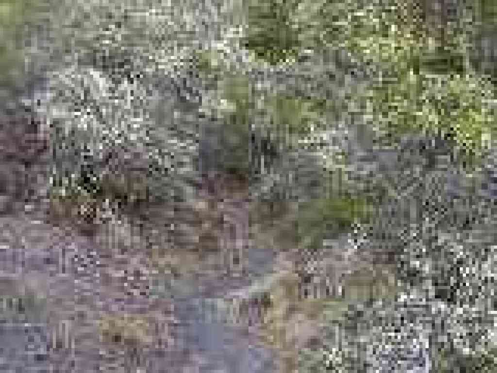 Path ascends through some trees