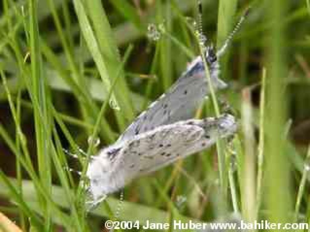 spring azure butterflies