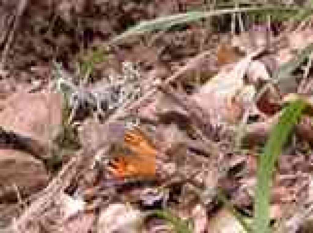 California tortoiseshell butterfly