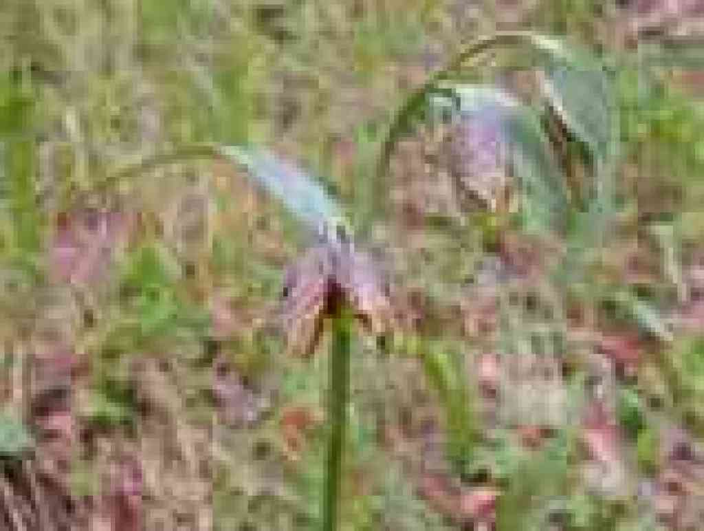 mission bells