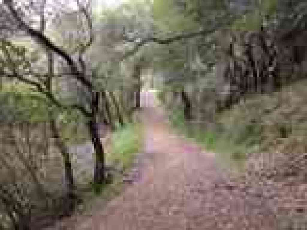 Cascade Fire Road