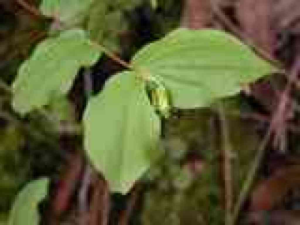 Fairy bells