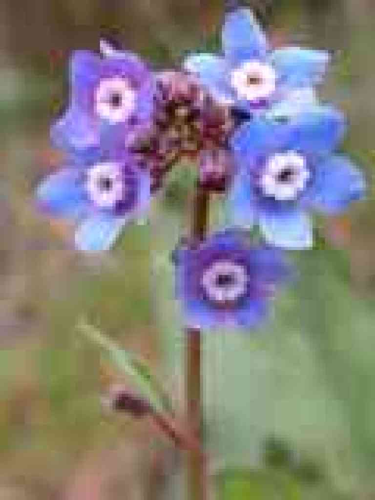 hound's tongue