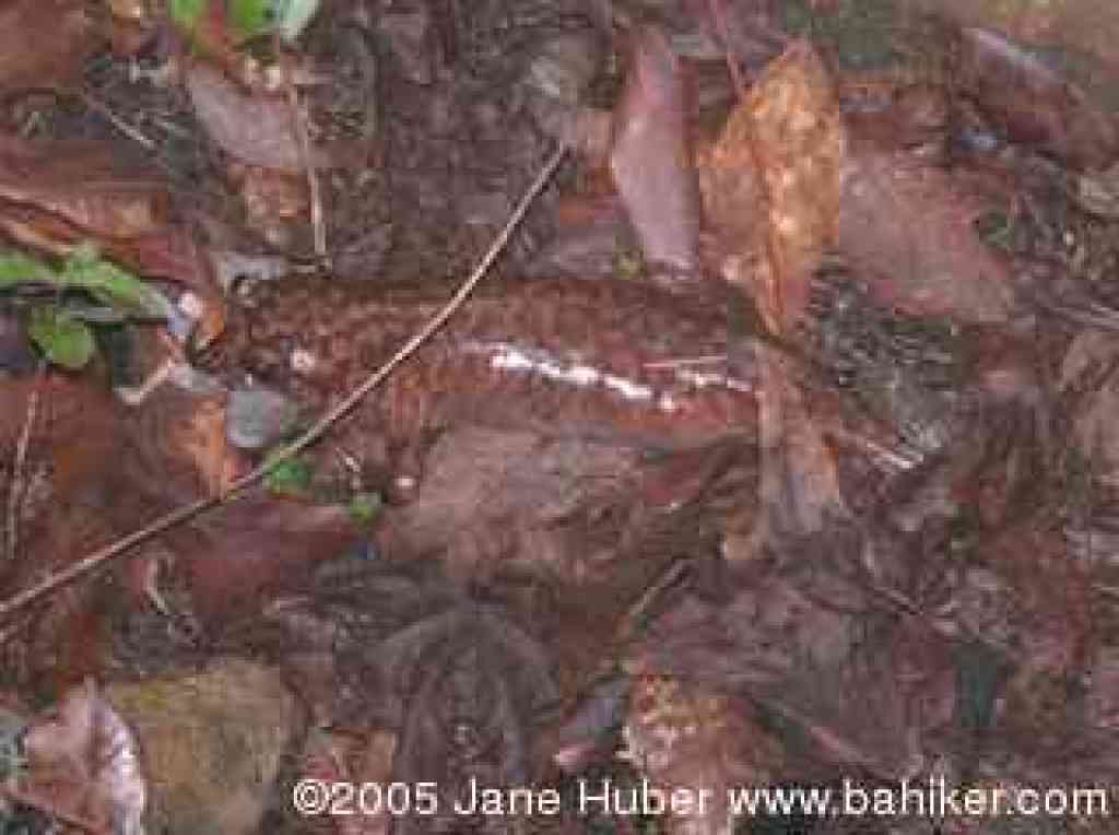 Giant salamander