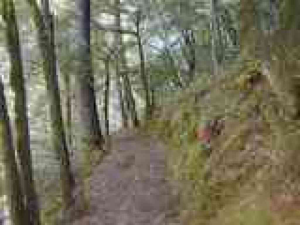 Through woods