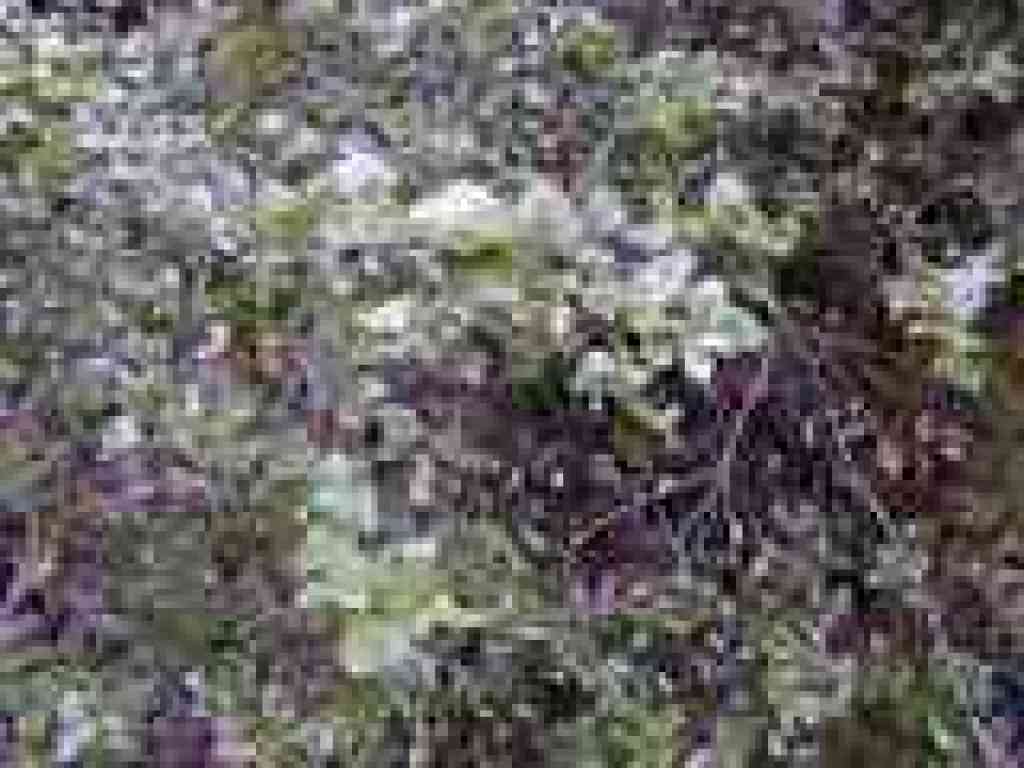 Canyon live oak