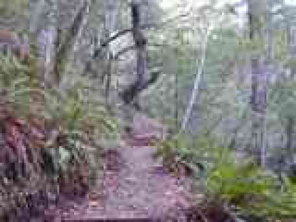 Ferns along the trail