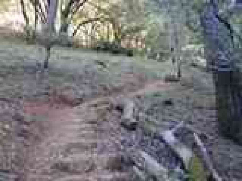 A grassy area