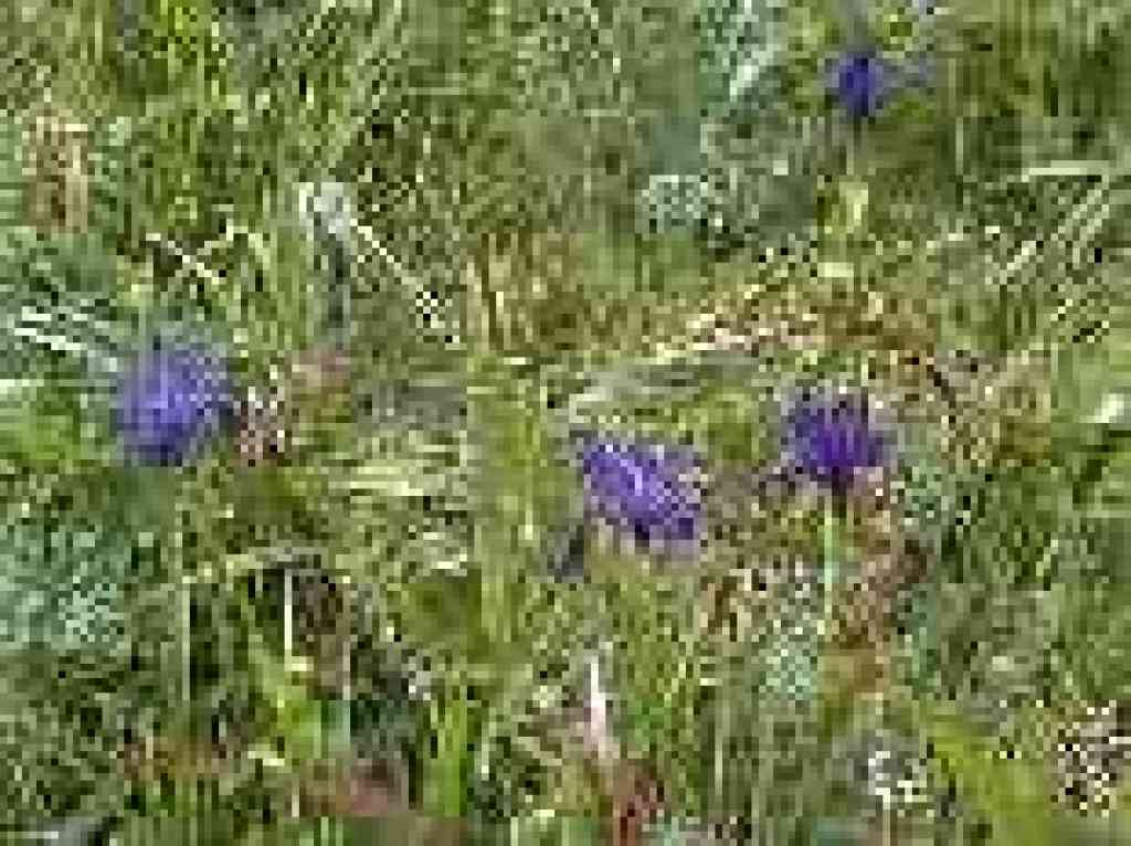 Irises