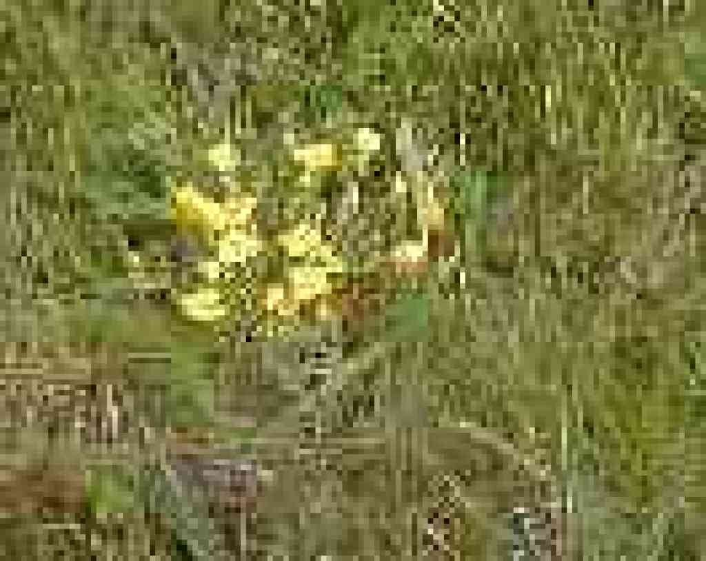 Suncups