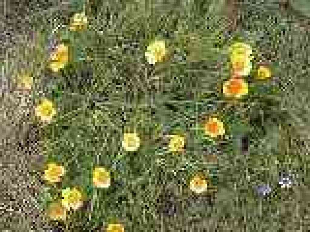 Poppies
