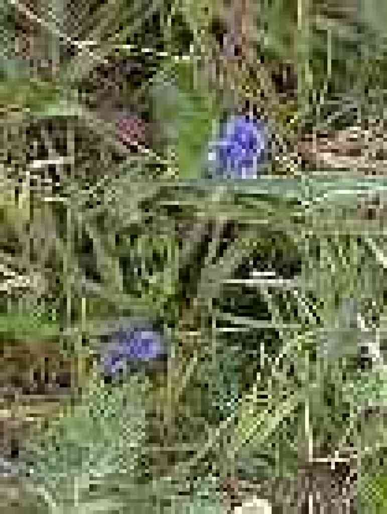 Violets