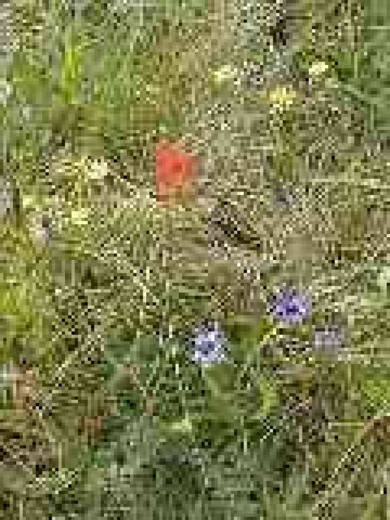 Paintbrush and blue-eyed grass