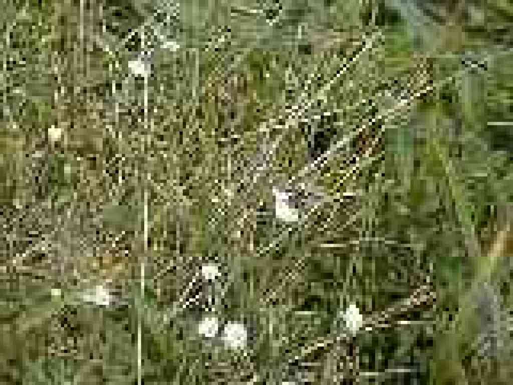 White flowers