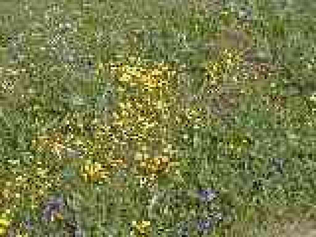 Carpet of flowers