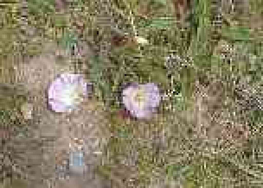 Morning glories