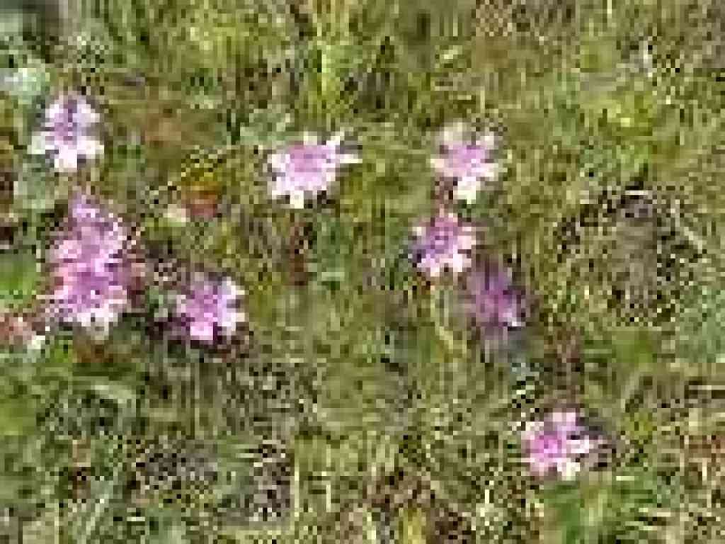 Checker-blooms