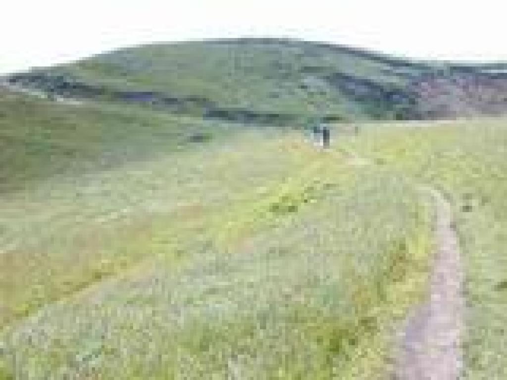 Through grassland