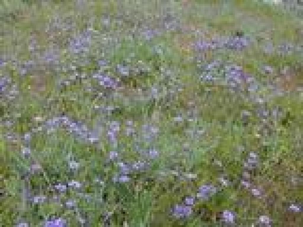 Blue eyed grass