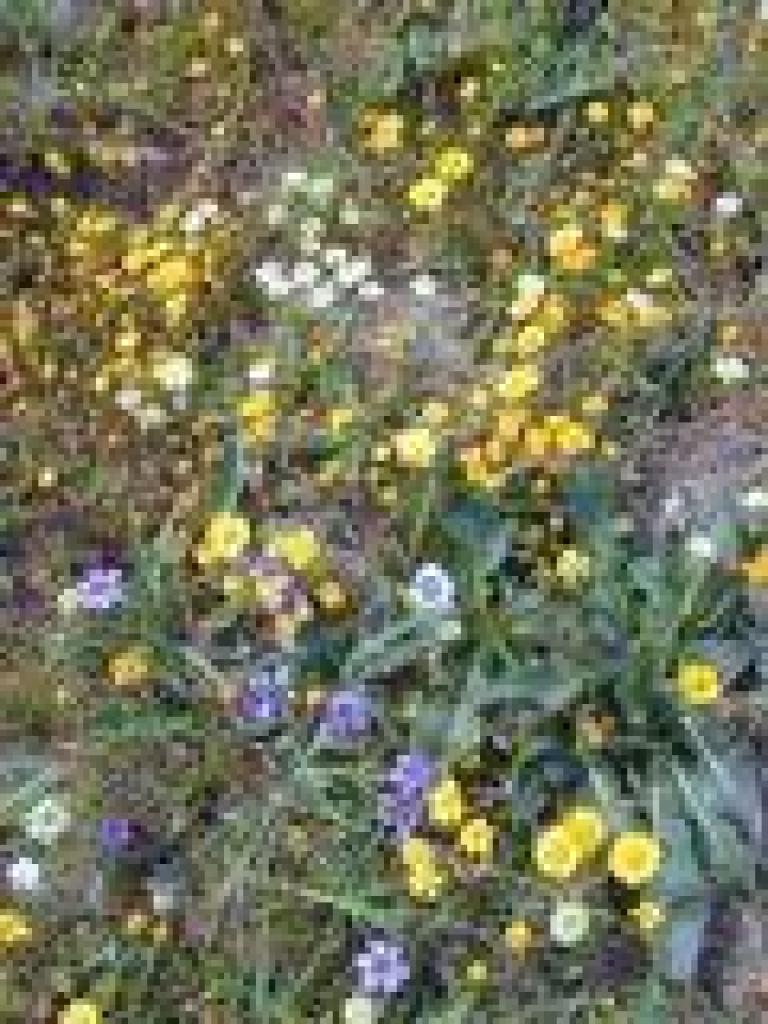 Flower sampler