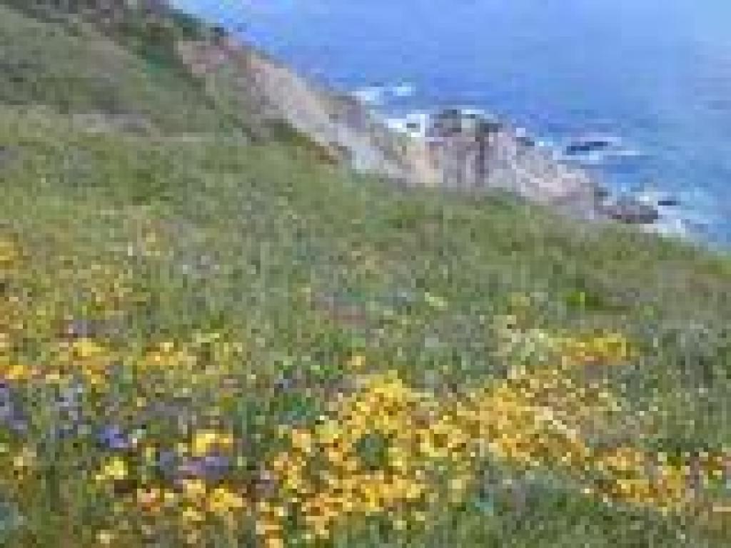 Flowers and coastline