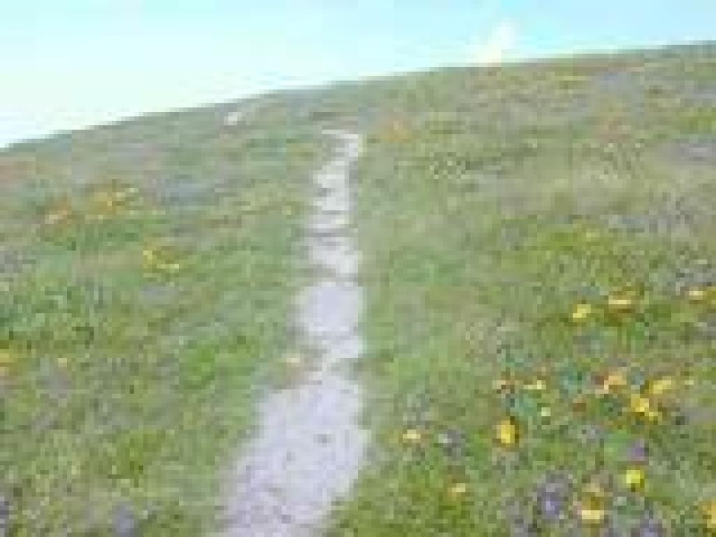 Mule ears and blue-eyed grass