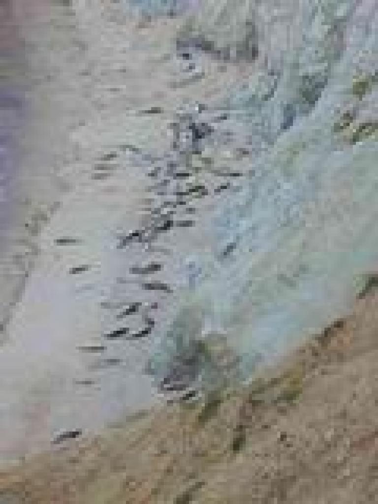 Beached sea lions