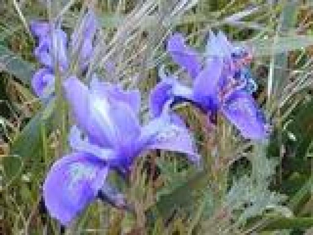 Iris