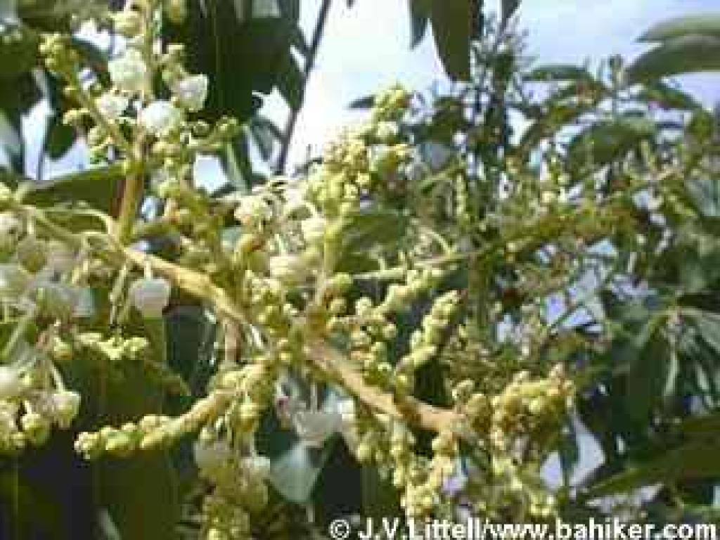Madrone photo