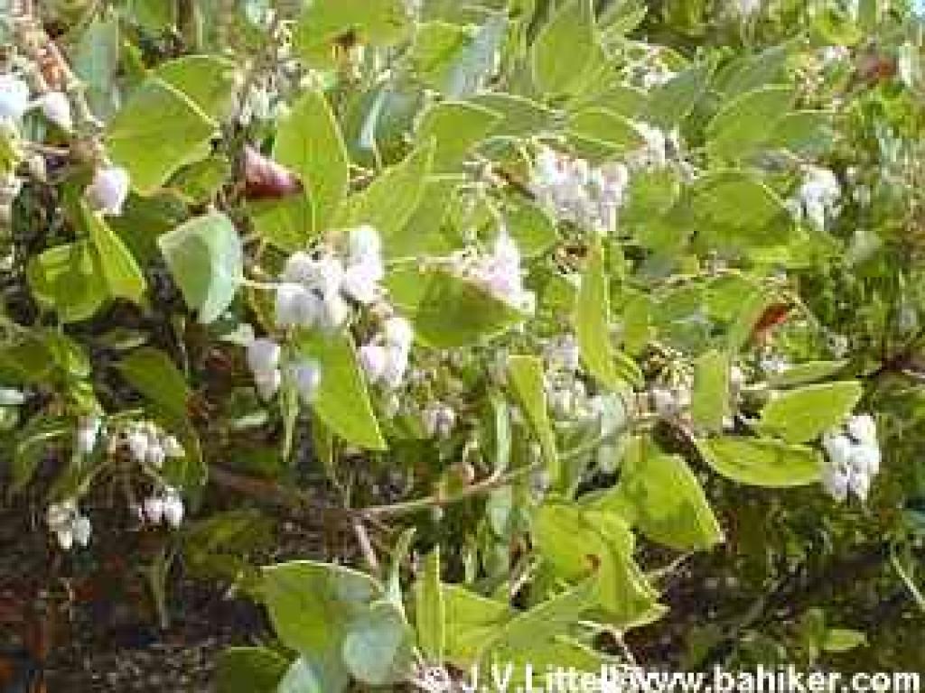 Manzanita