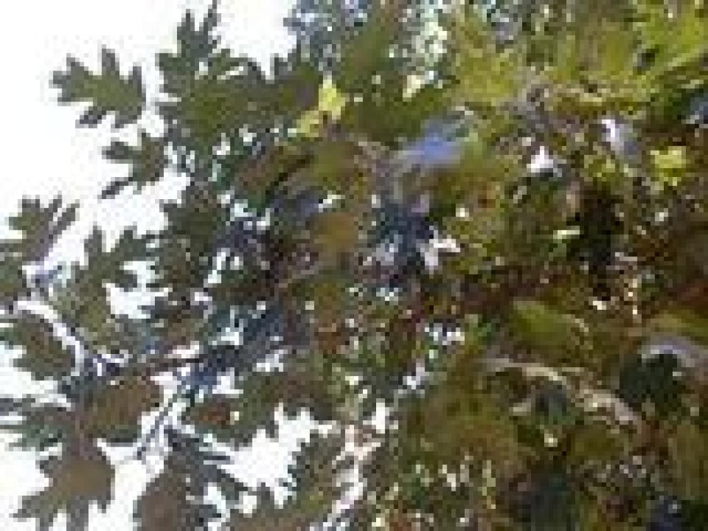 Black oak leaves