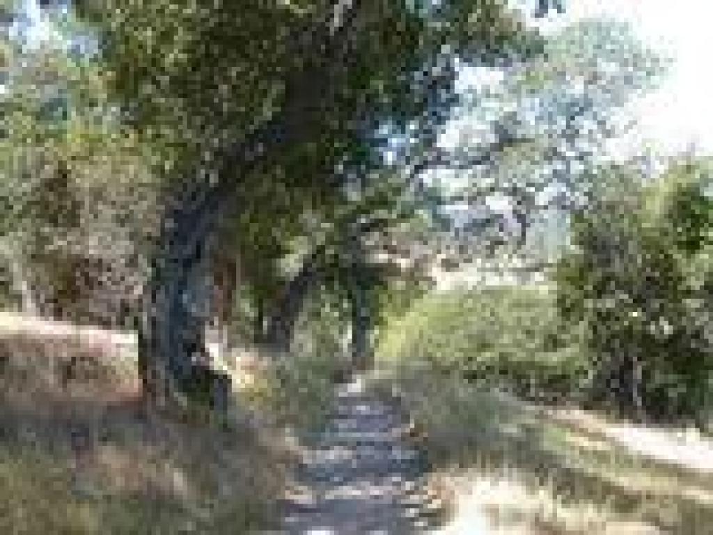 Shoreline Trail
