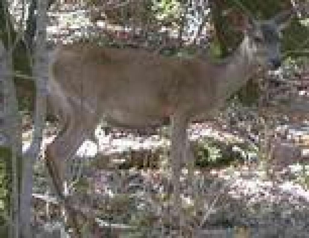 Mule deer