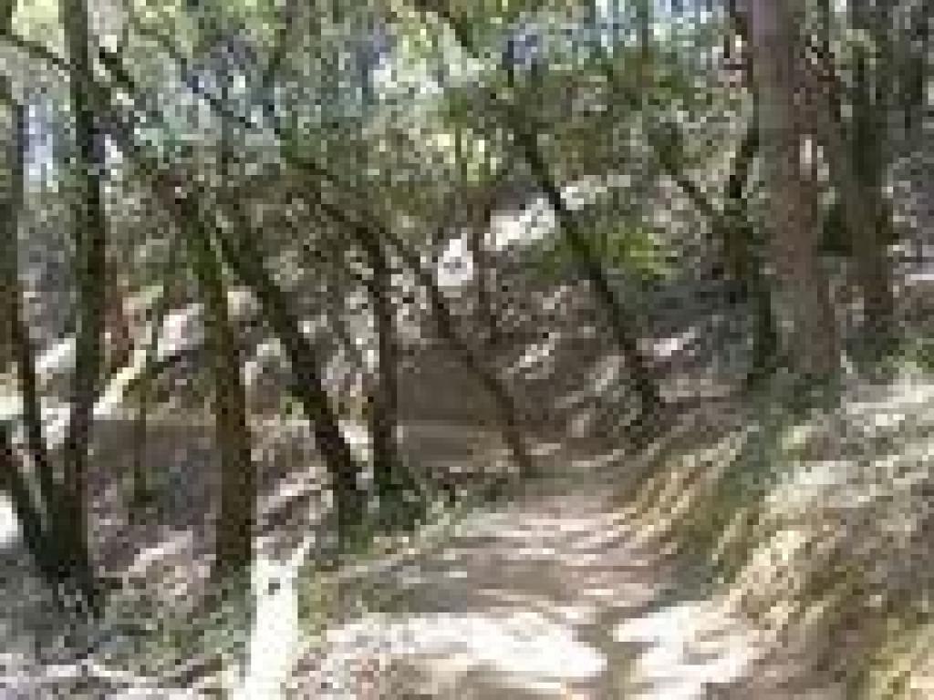 Oak Ridge Trail