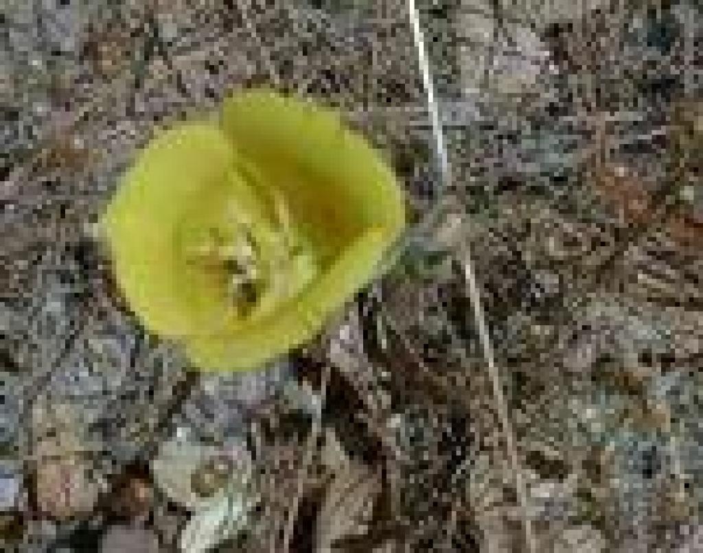 Yellow mariposa lily