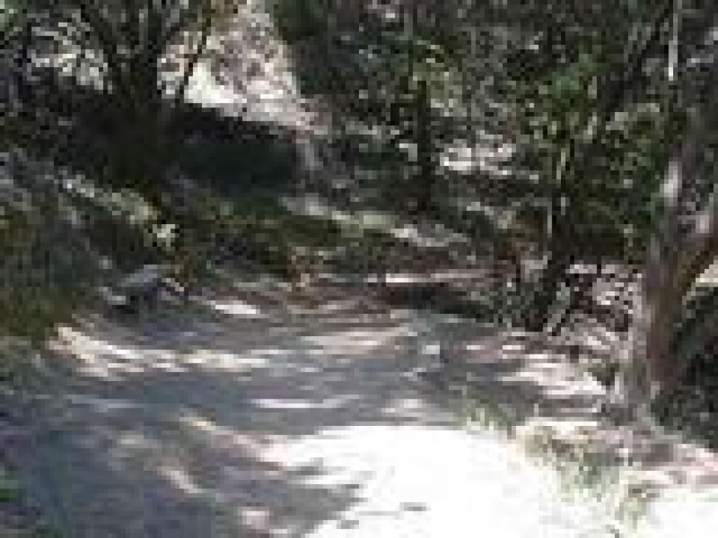 Junction with Shoreline Trail