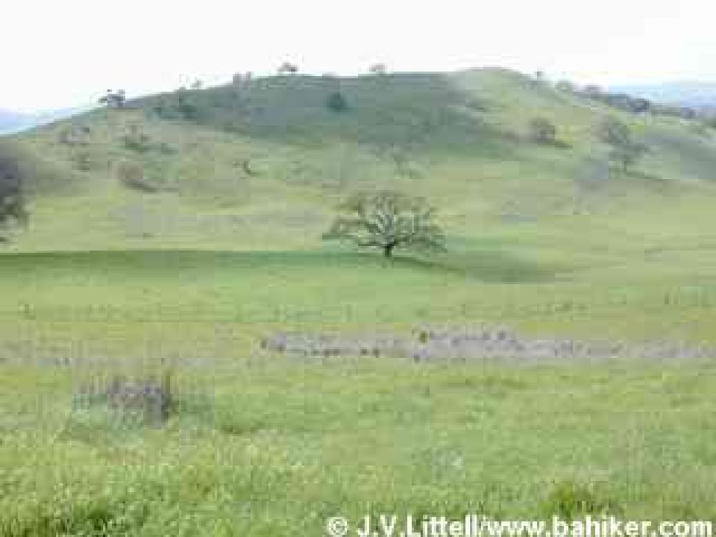 View from Fiddleneck Trail