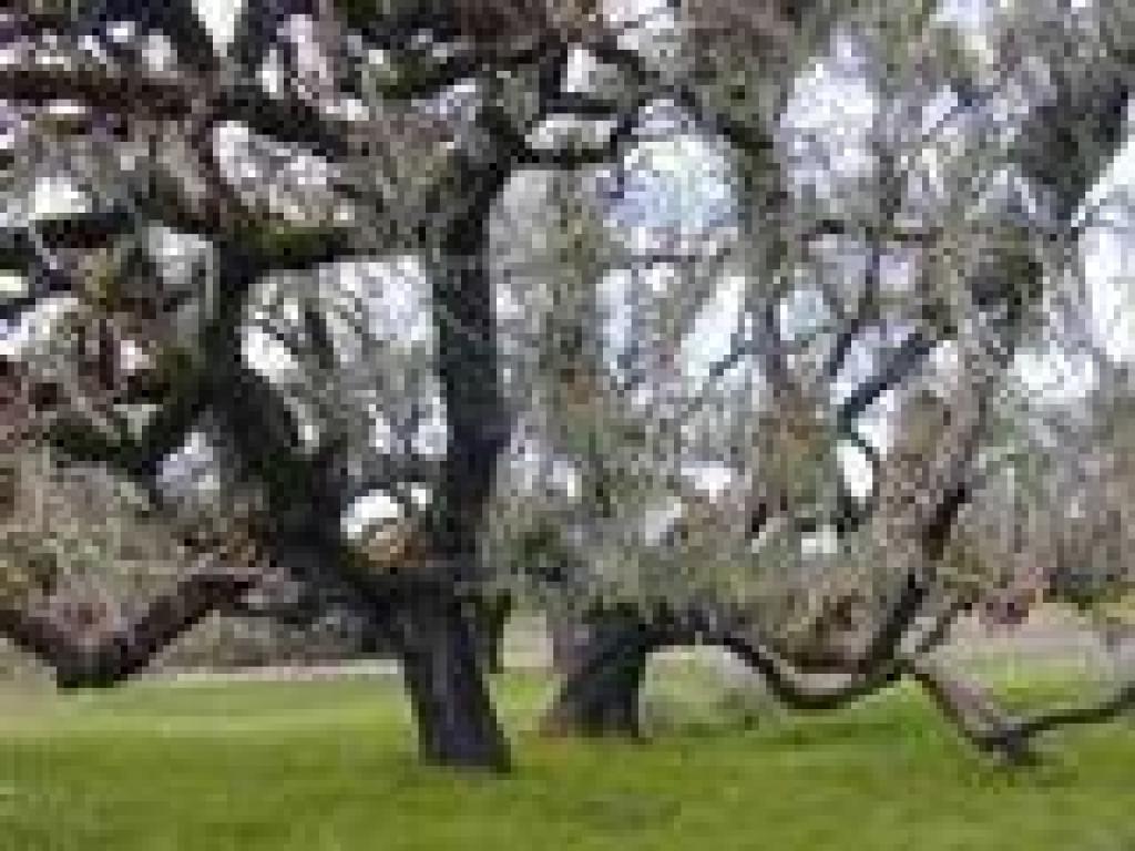 Valley oaks