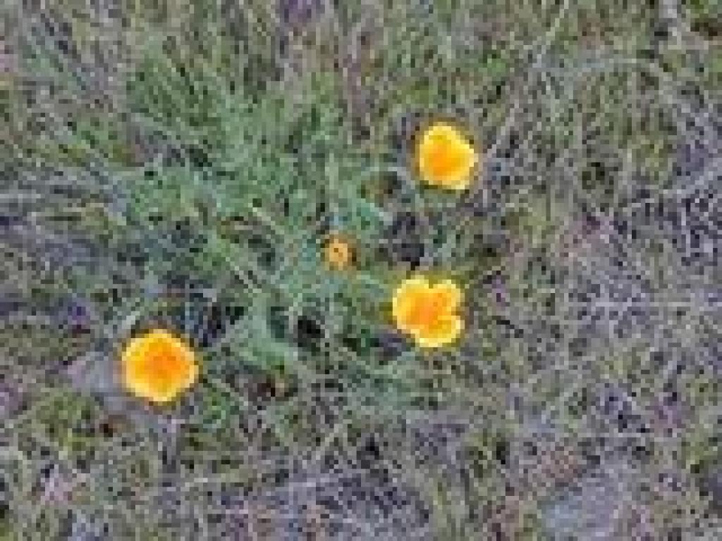 Poppy
