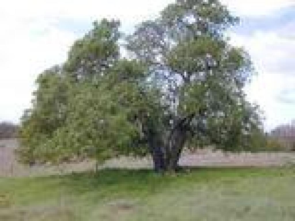 Buckeye