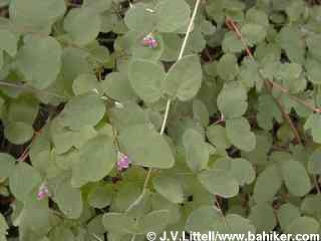 Snowberry photo
