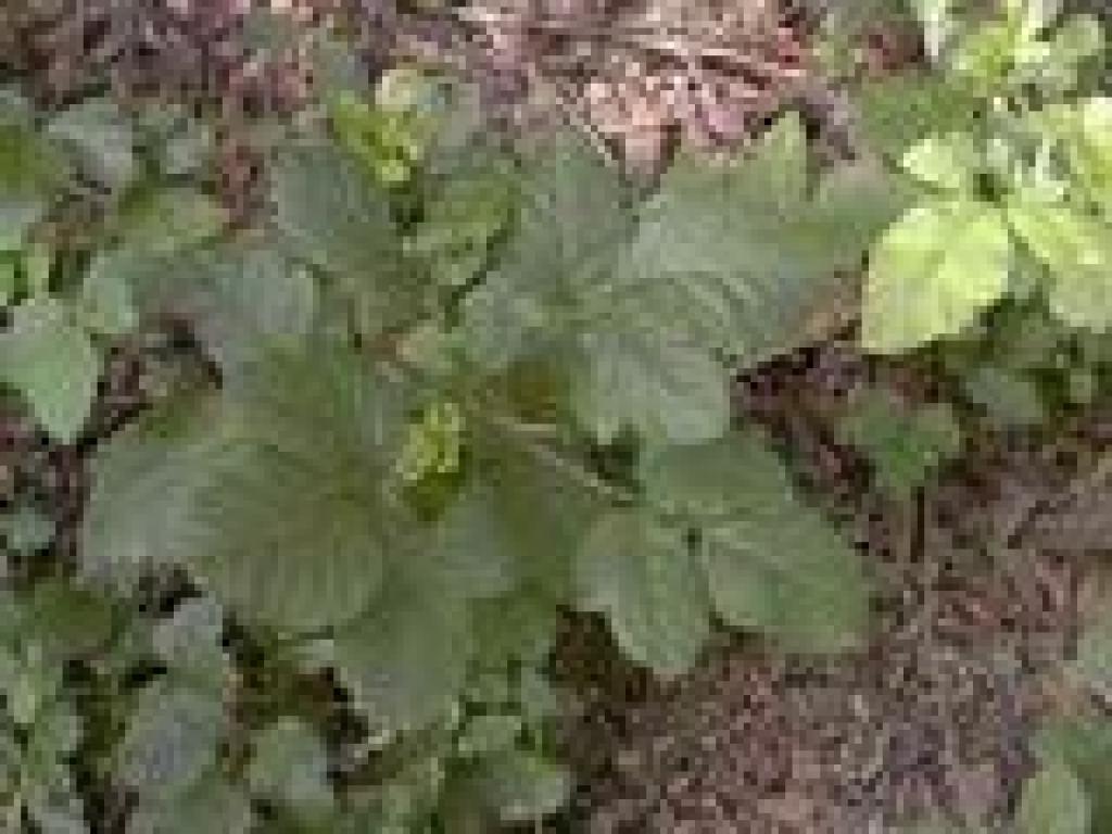 Poison oak