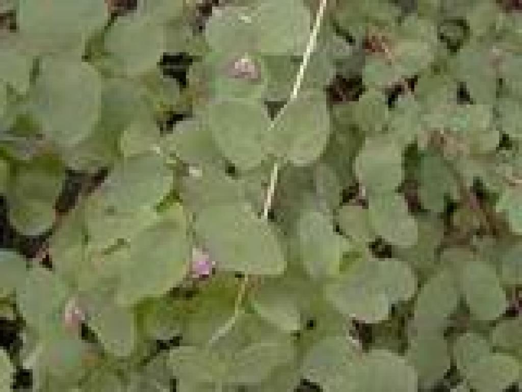 Snowberry