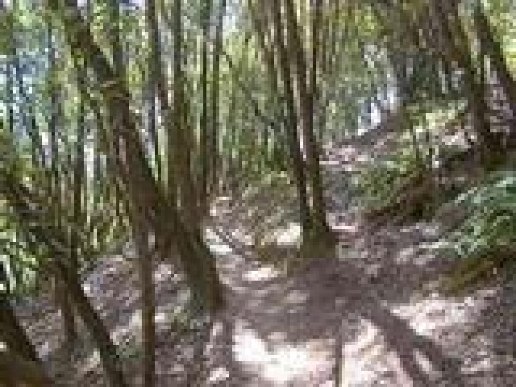 California bay woods