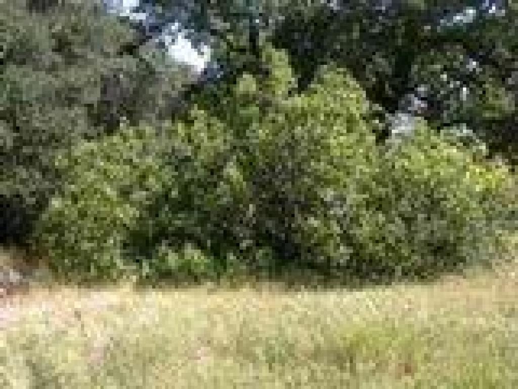 Fig tree