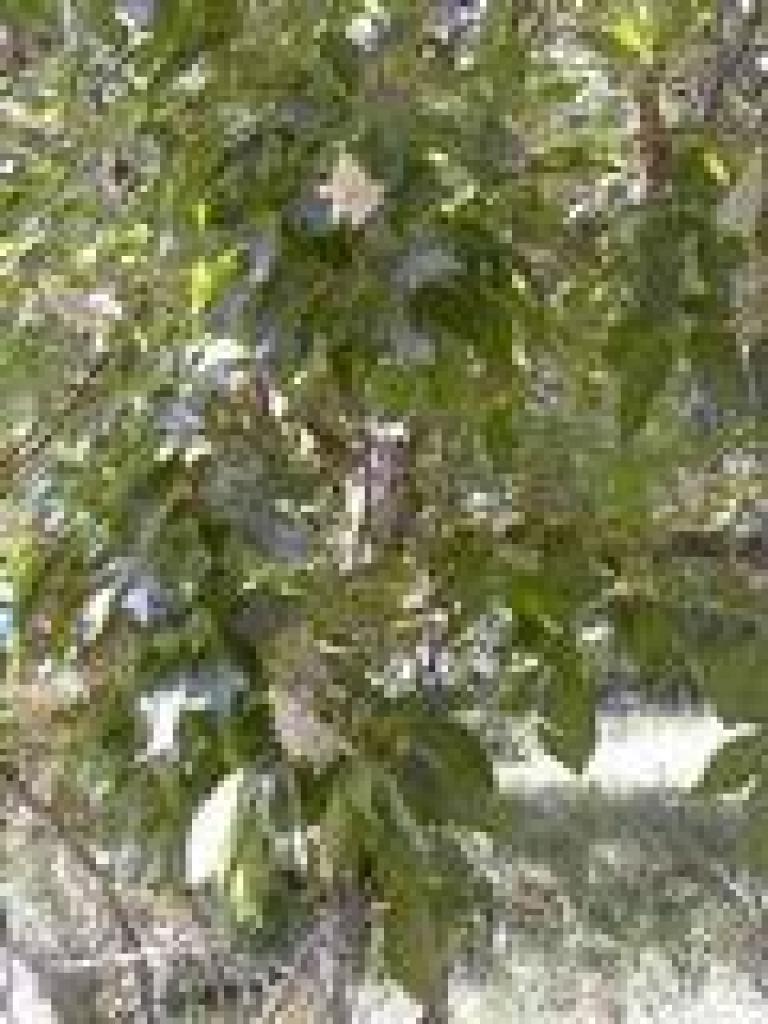Buckeye
