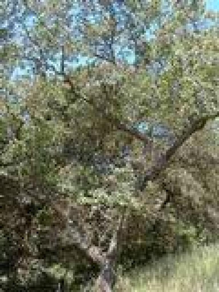 Blue oak