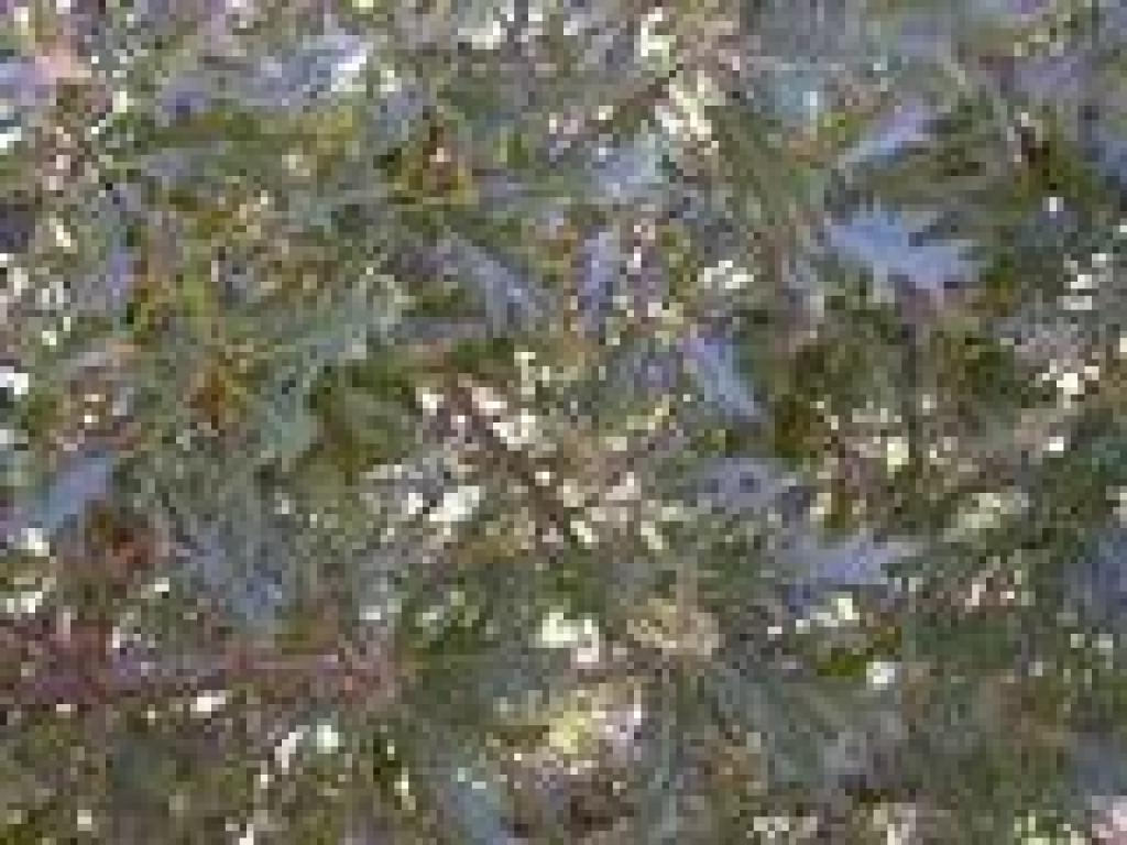 Black oak