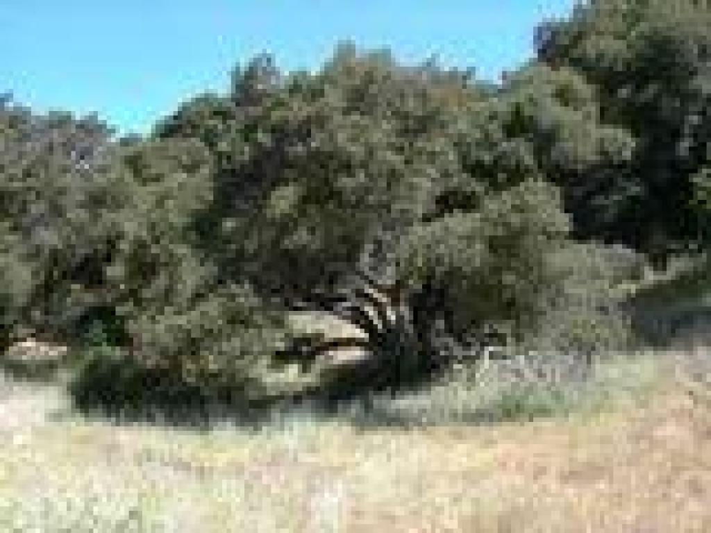 Coast live oak